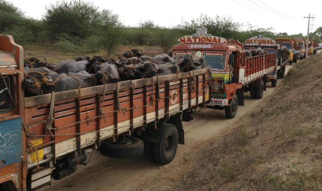 bjpgotrs250crindonationsfromcompaniesexportingbuffalomeat